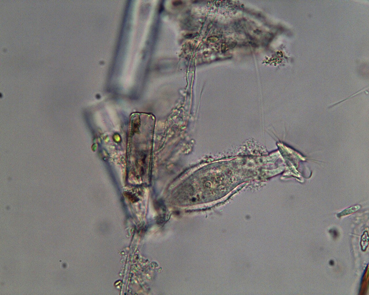 Cothurnia sp.